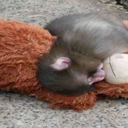 Tragedi Monyet Punch Ditolak Oleh Induk Kandungnya