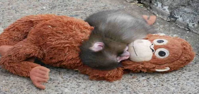 Tragedi Monyet Punch Ditolak Oleh Induk Kandungnya