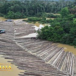 Video Viral Ratusan Kayu Gelondongan Di Sungai Kapuas